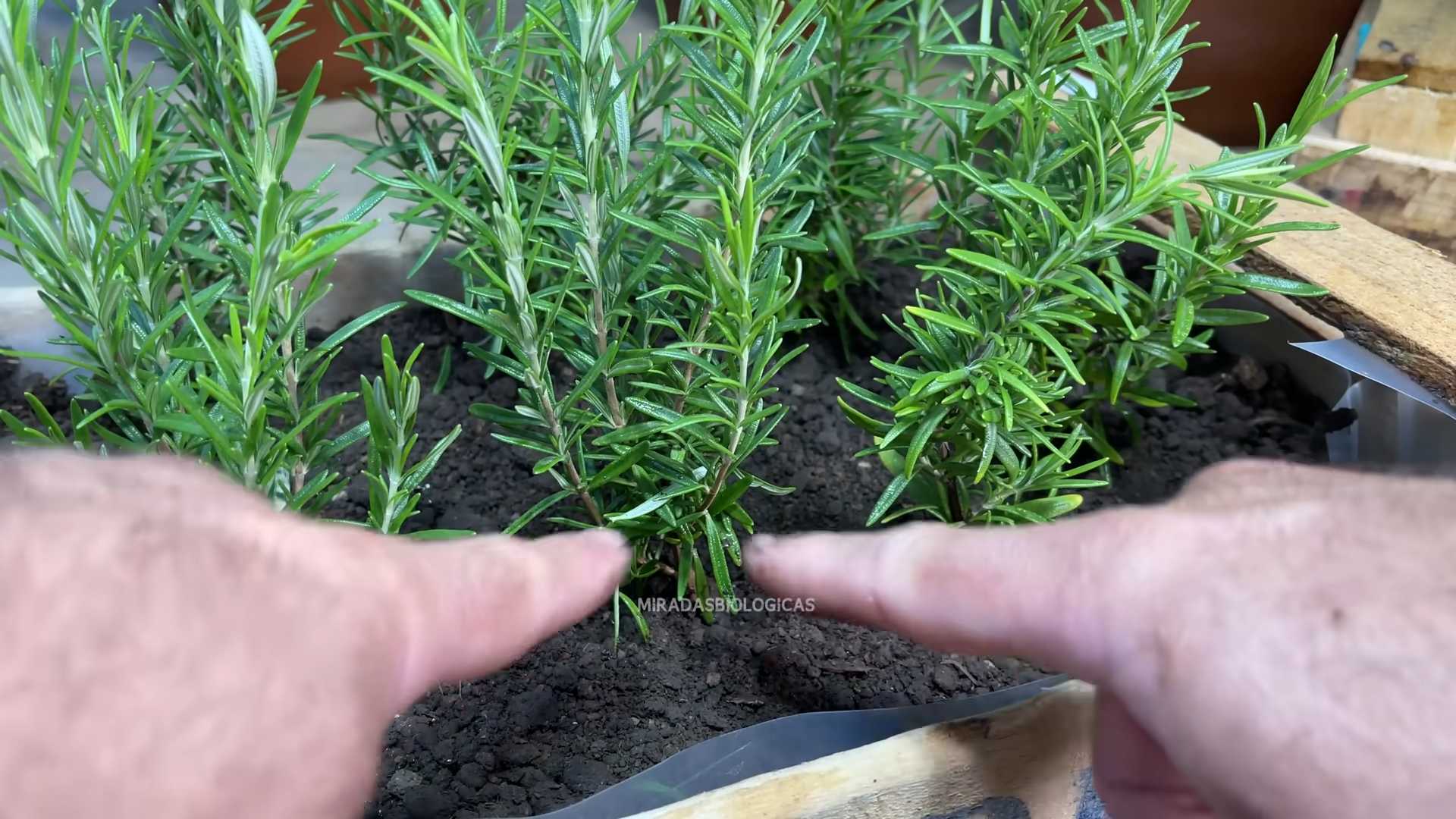 Rosmarin ganzjährig selbst anbauen
