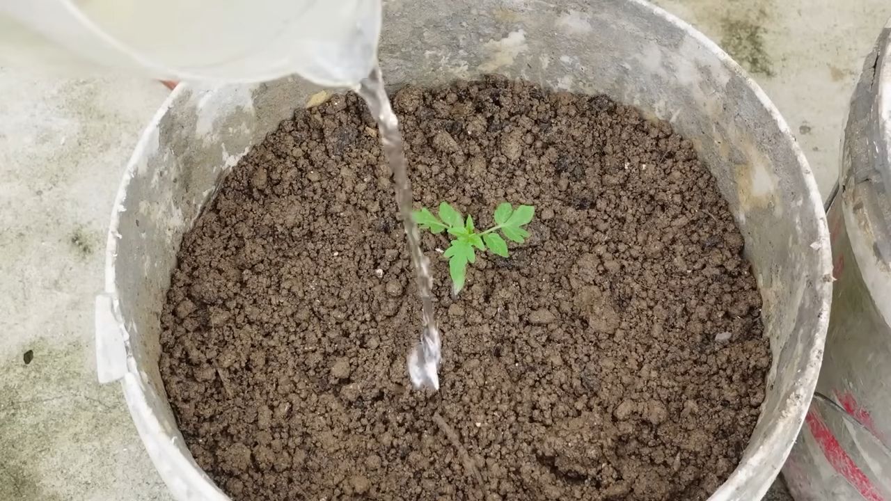 Tomatenanbau Abkürzung für Anfänger