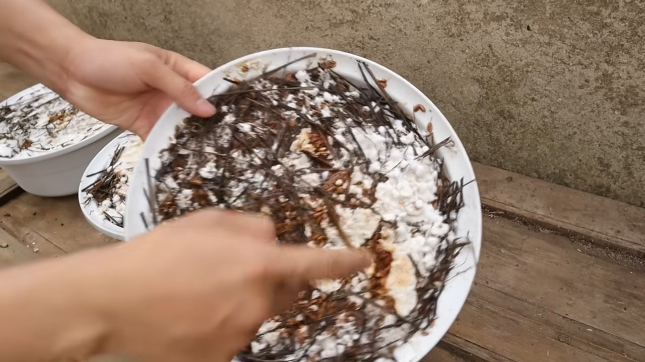 Pilze züchten in Schüssel