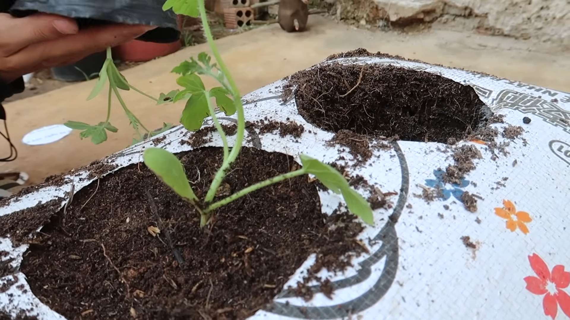 Wassermelone im Sack anbauen