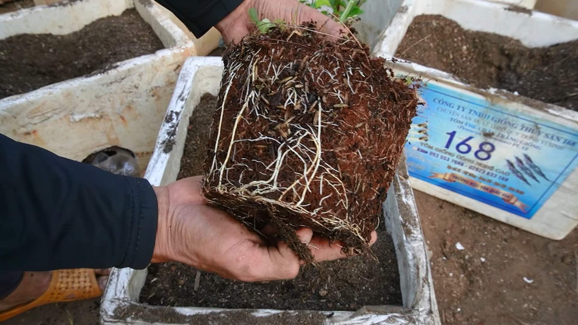 Passionsfrucht Anbau im Topf