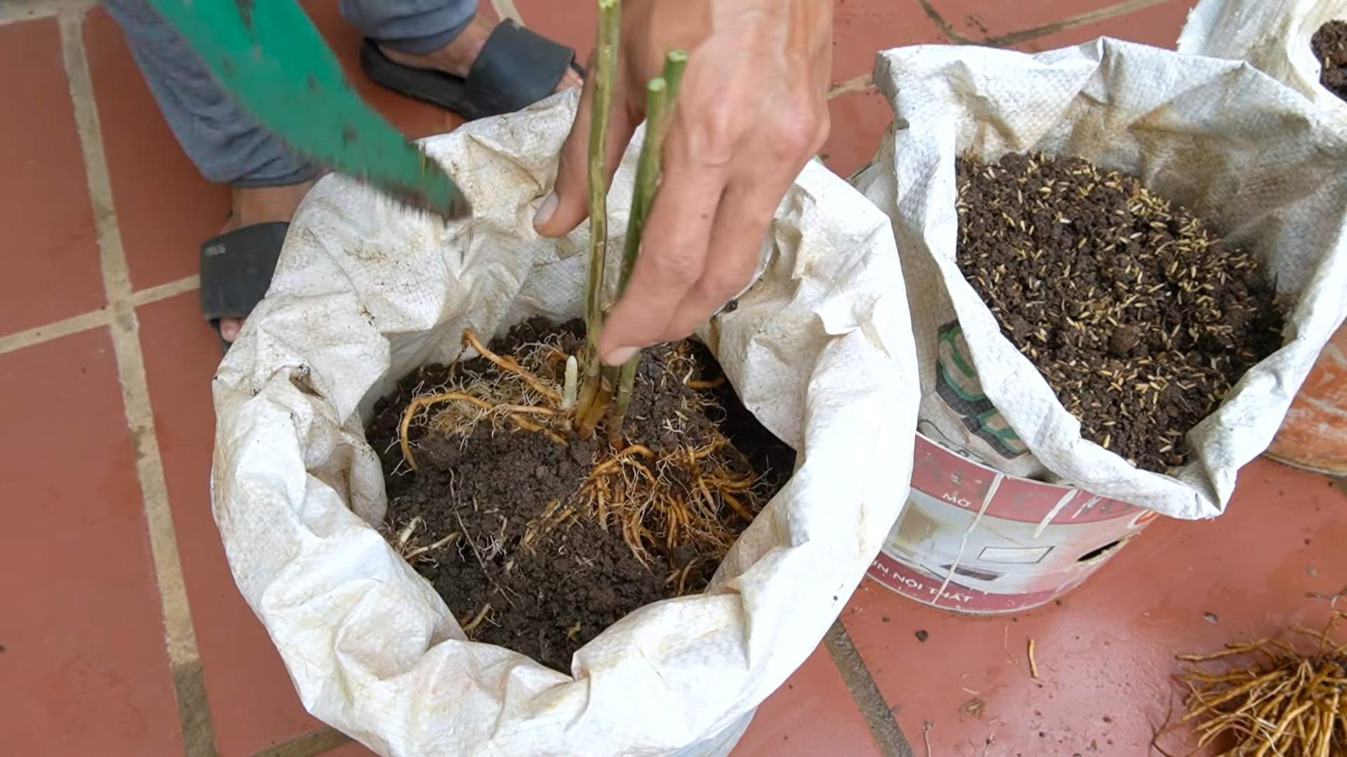 Spargel ganzjährig ernten