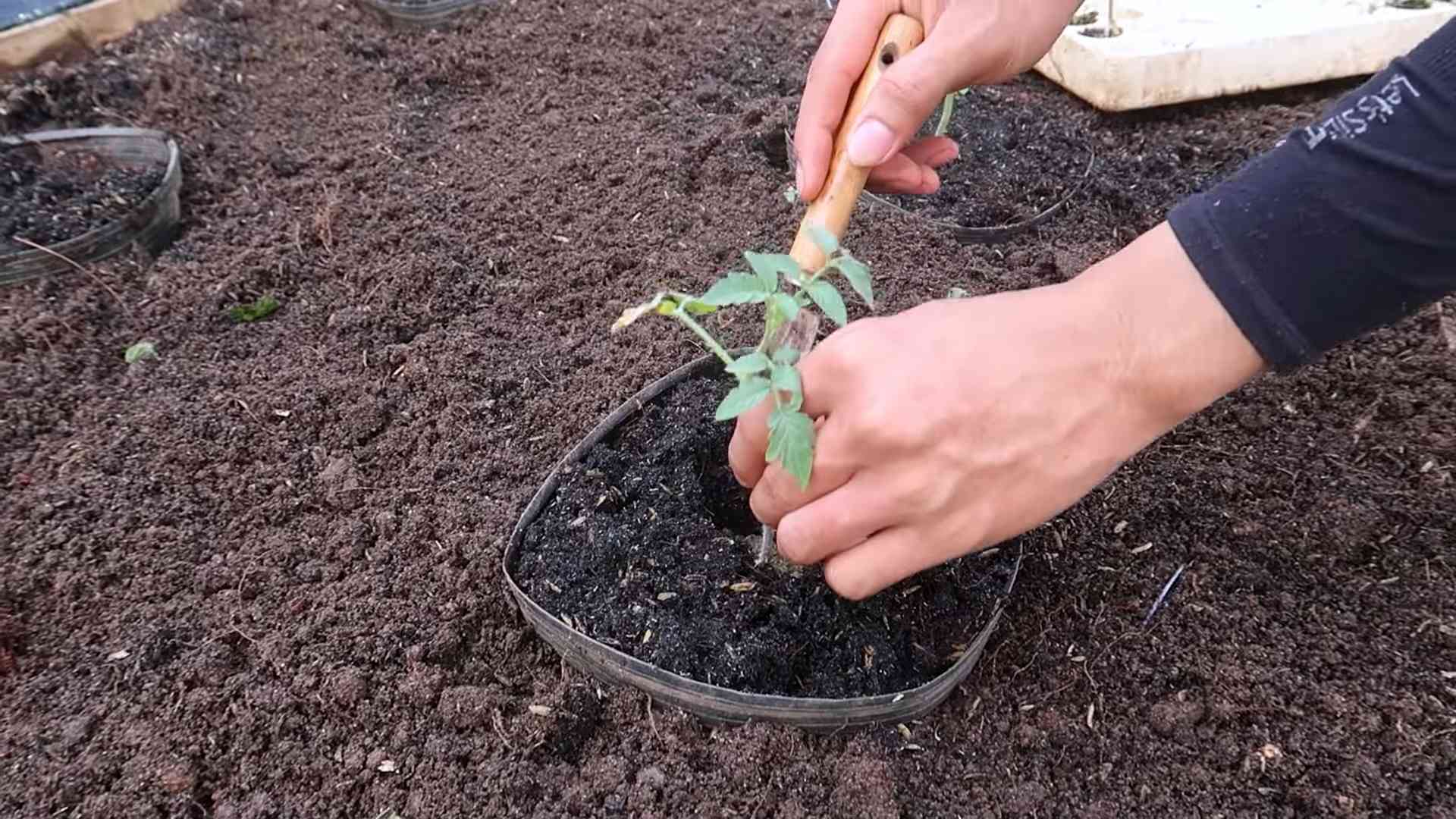 Tomaten haltbar machen