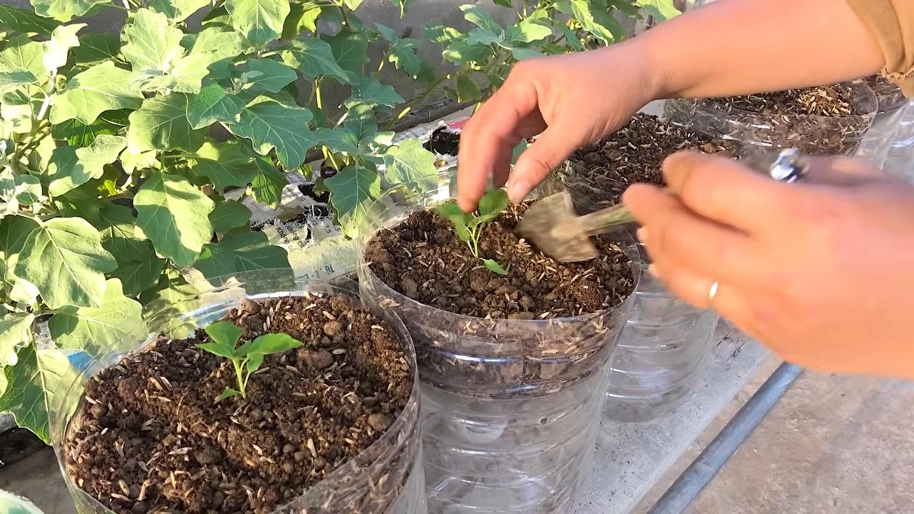 Chiligarten mit Recyclingflaschen anlegen