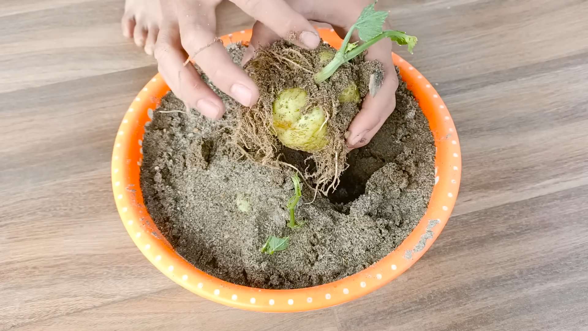 Chayote Anbau auf Terrasse