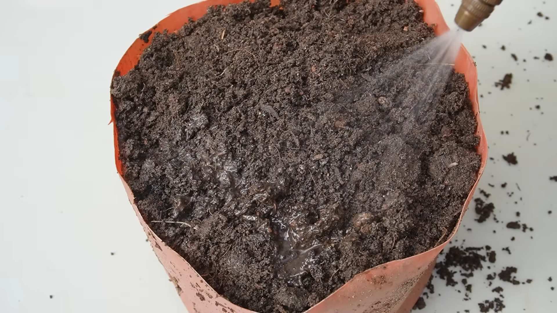 Tomatenanbau zu Hause