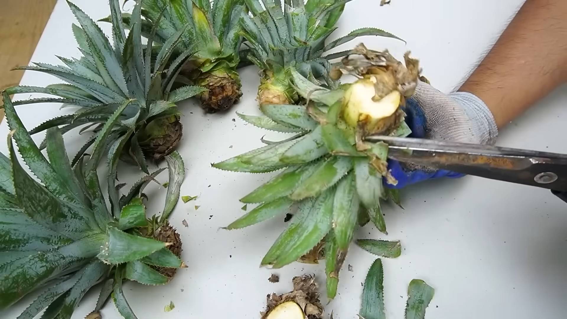 Ananas Anbau aus Küchenabfällen