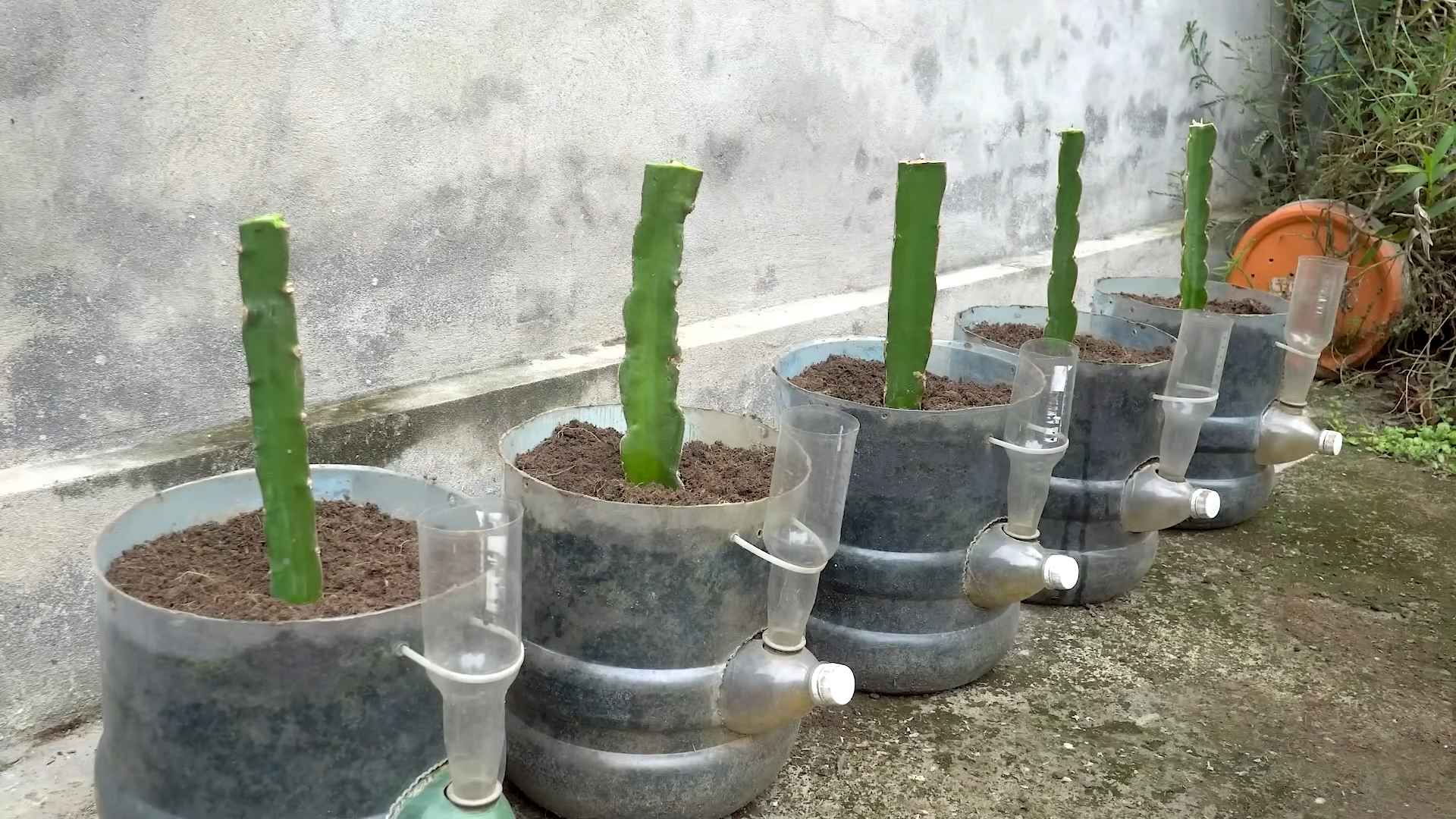 Drachenfrucht selber anbauen