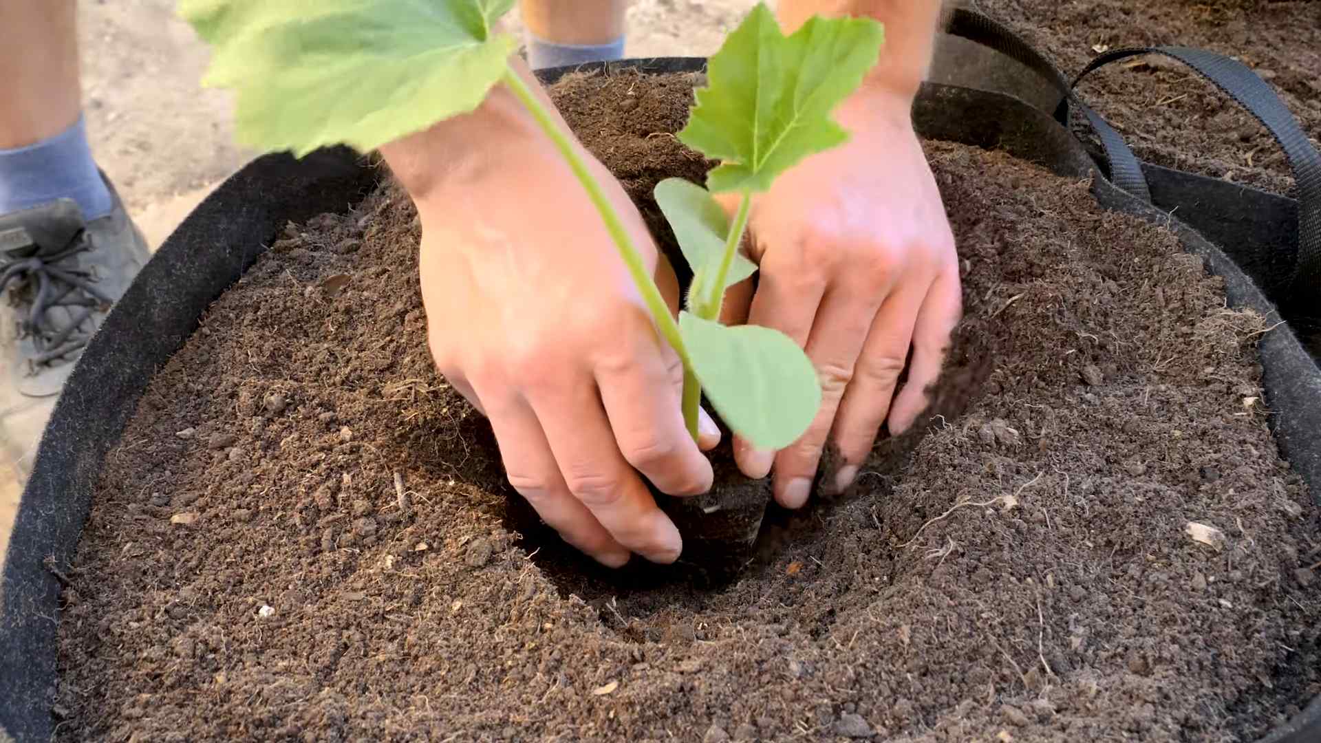 Kürbis im Topf anbauen