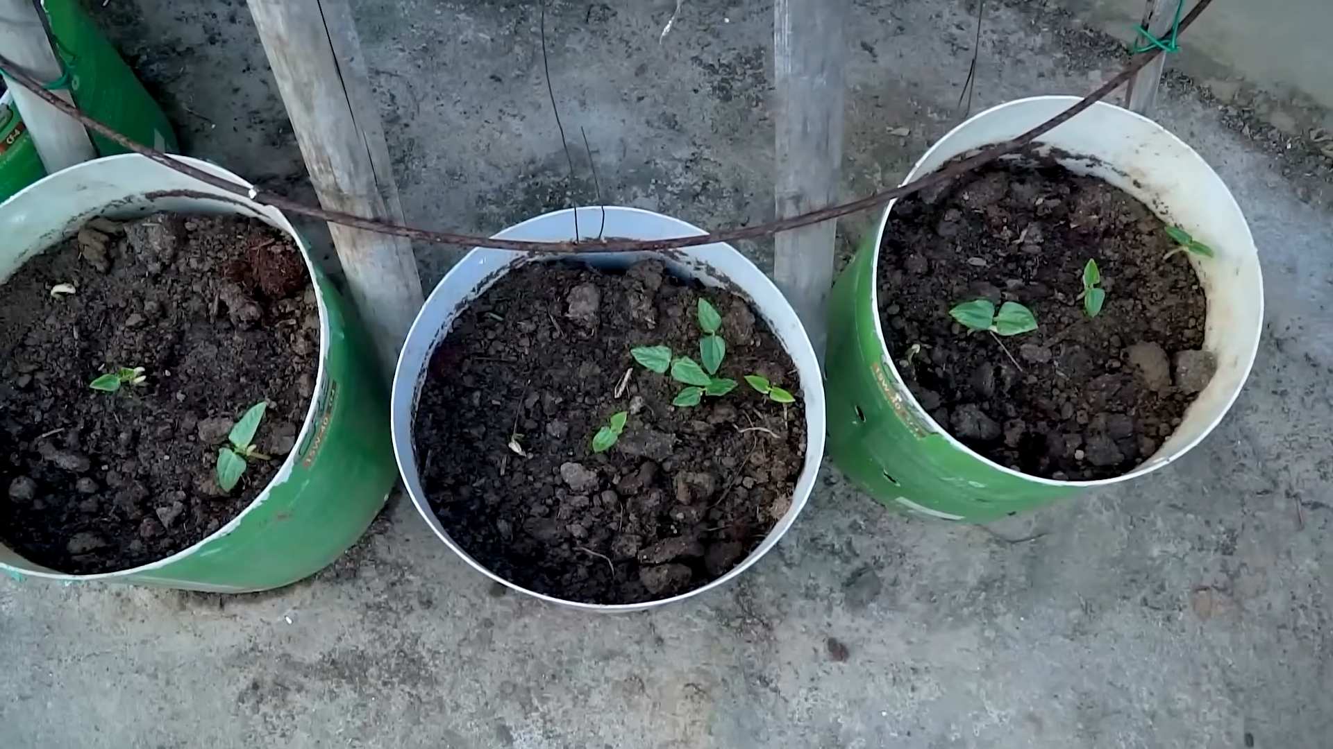 Tomaten anbauen einfach gemacht