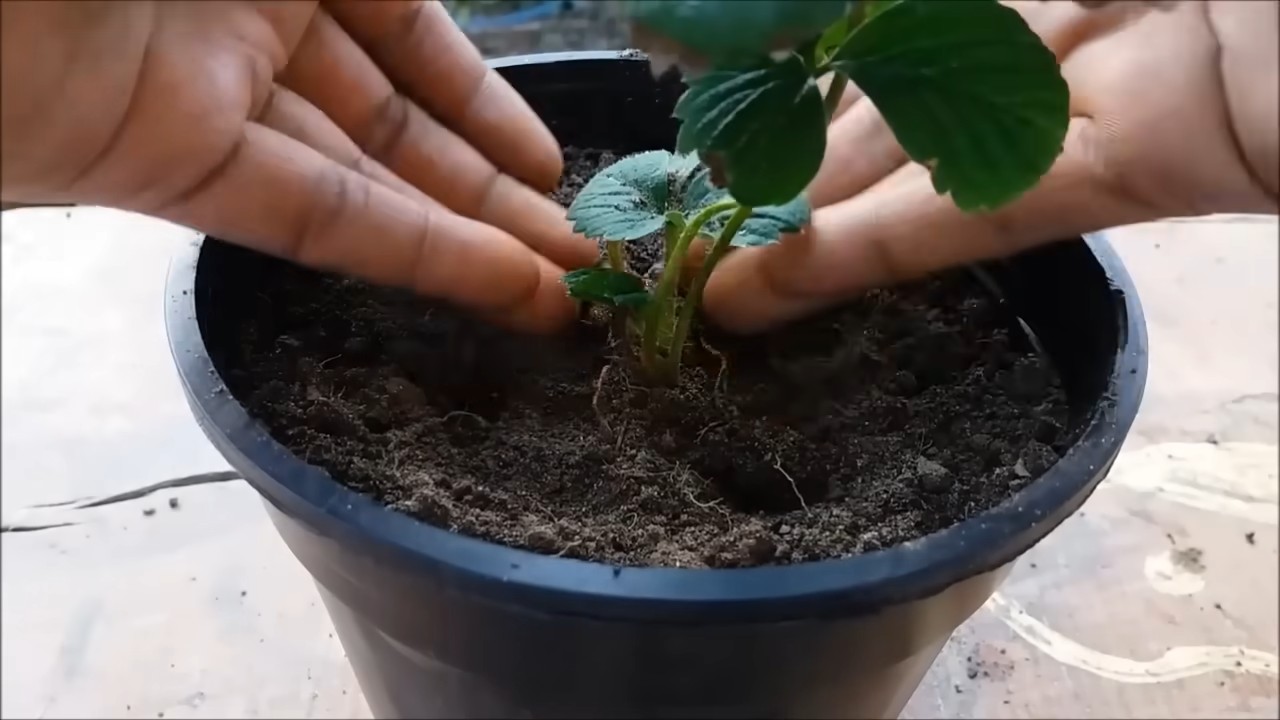 Erdbeeren Balkon anbauen