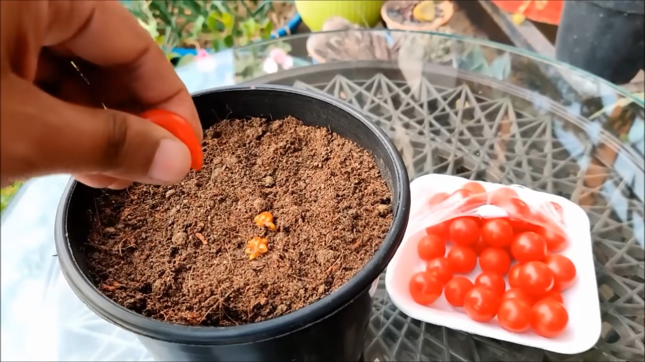 Cherrytomaten im Topf anbauen