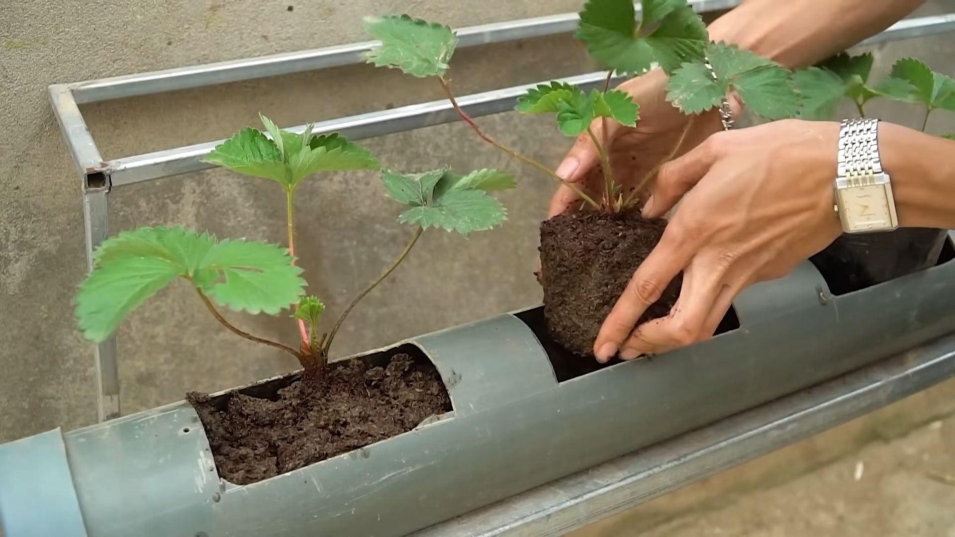 Wasserlose Erdbeeren anbauen