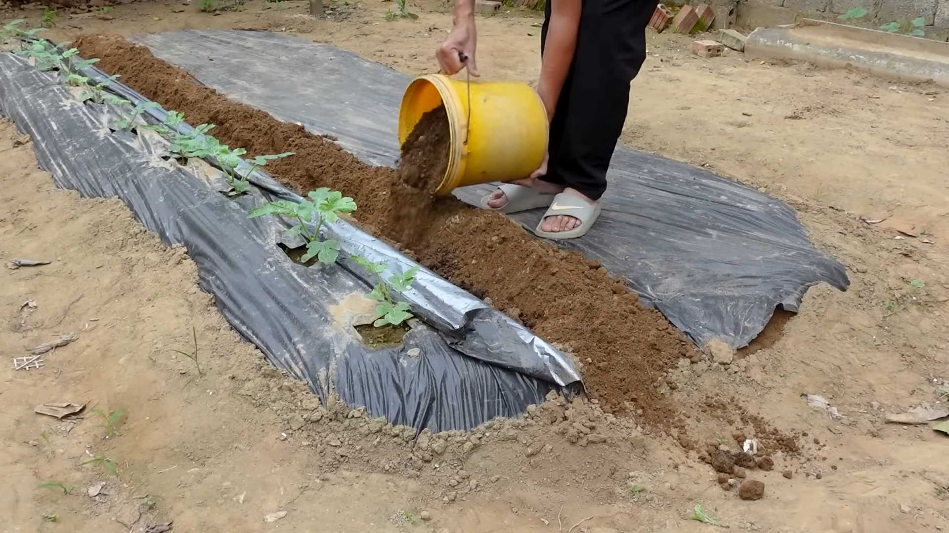 Wassermelone im Garten anbauen