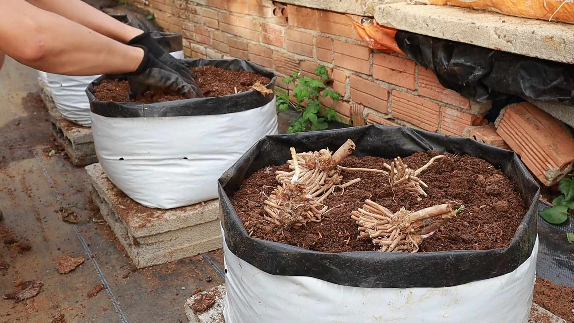 Spargelanbau im eigenen Garten