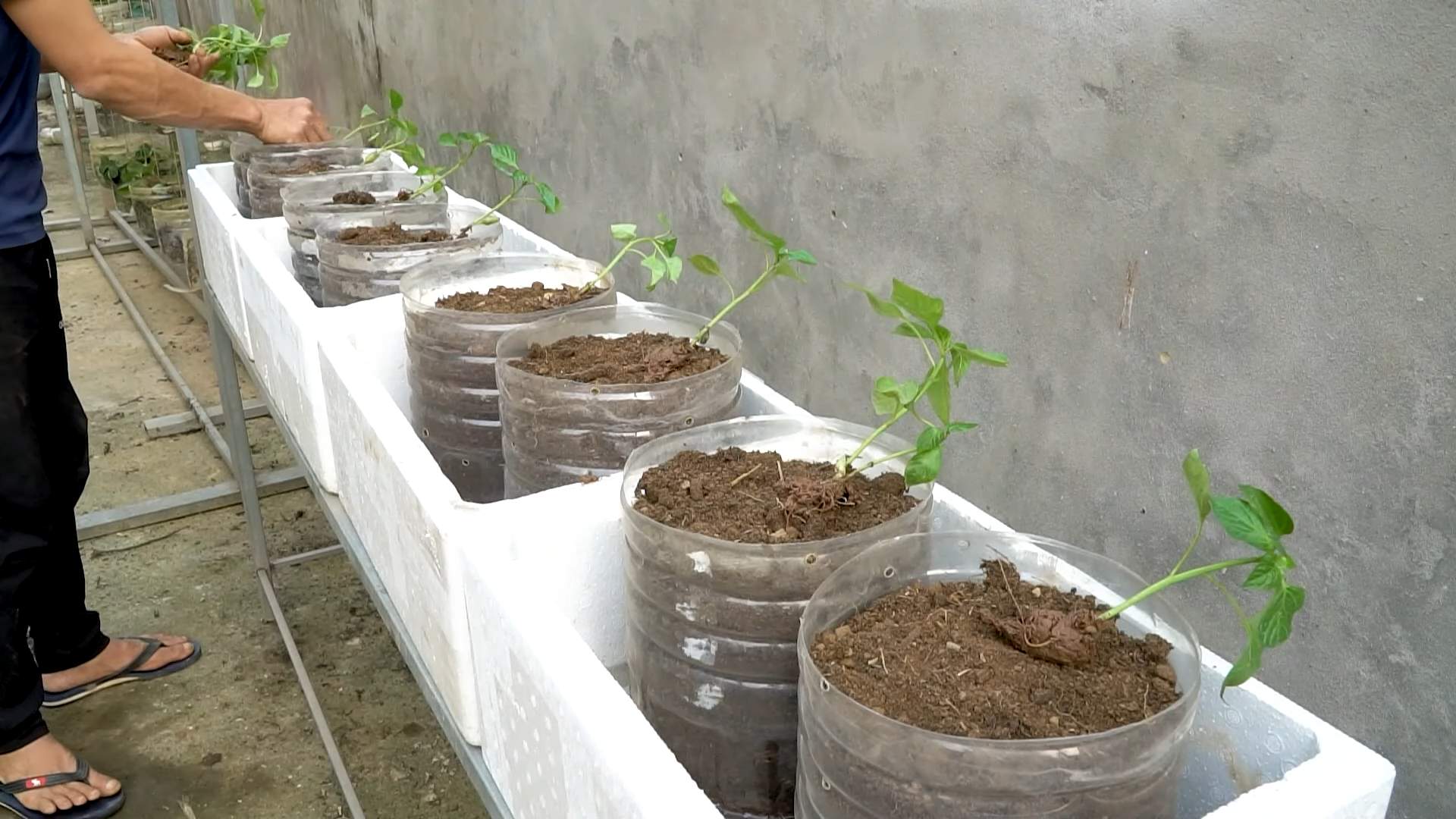 Seltene Paprika selbst anbauen