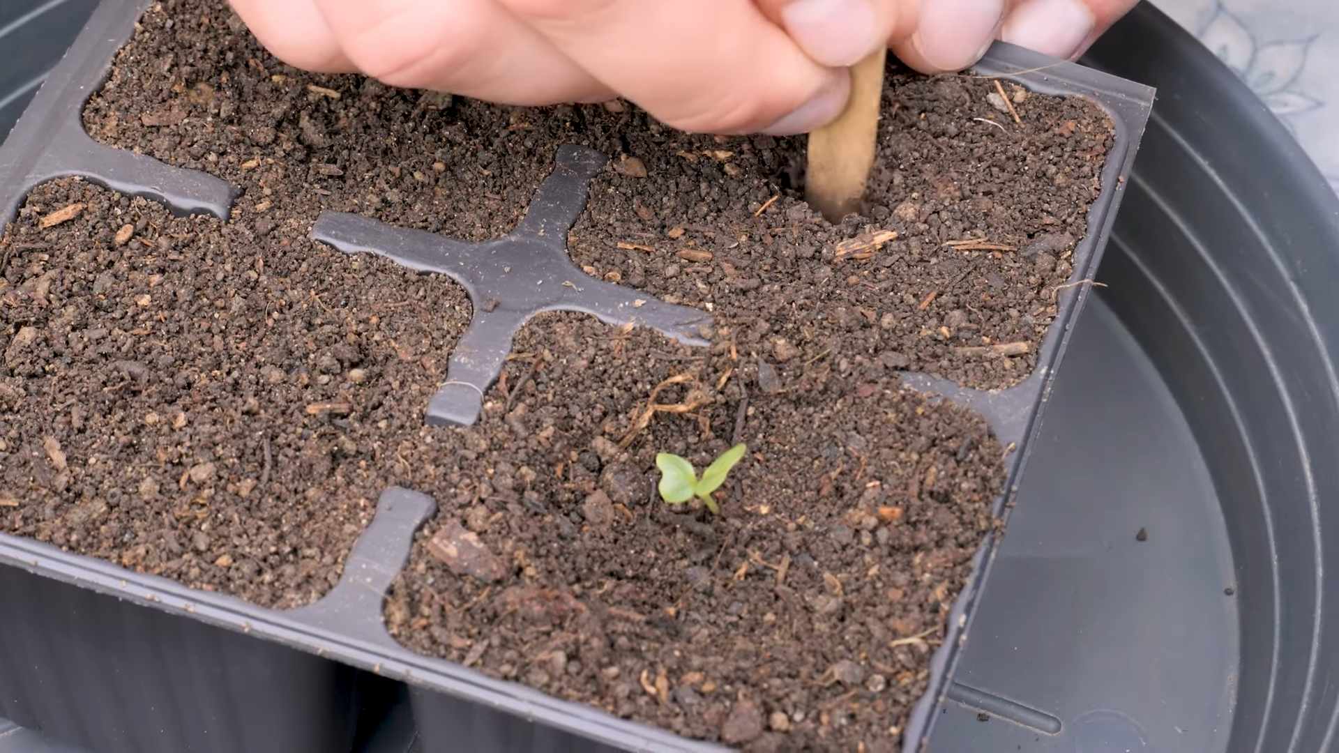 Romanesco Blumenkohl selbst anbauen