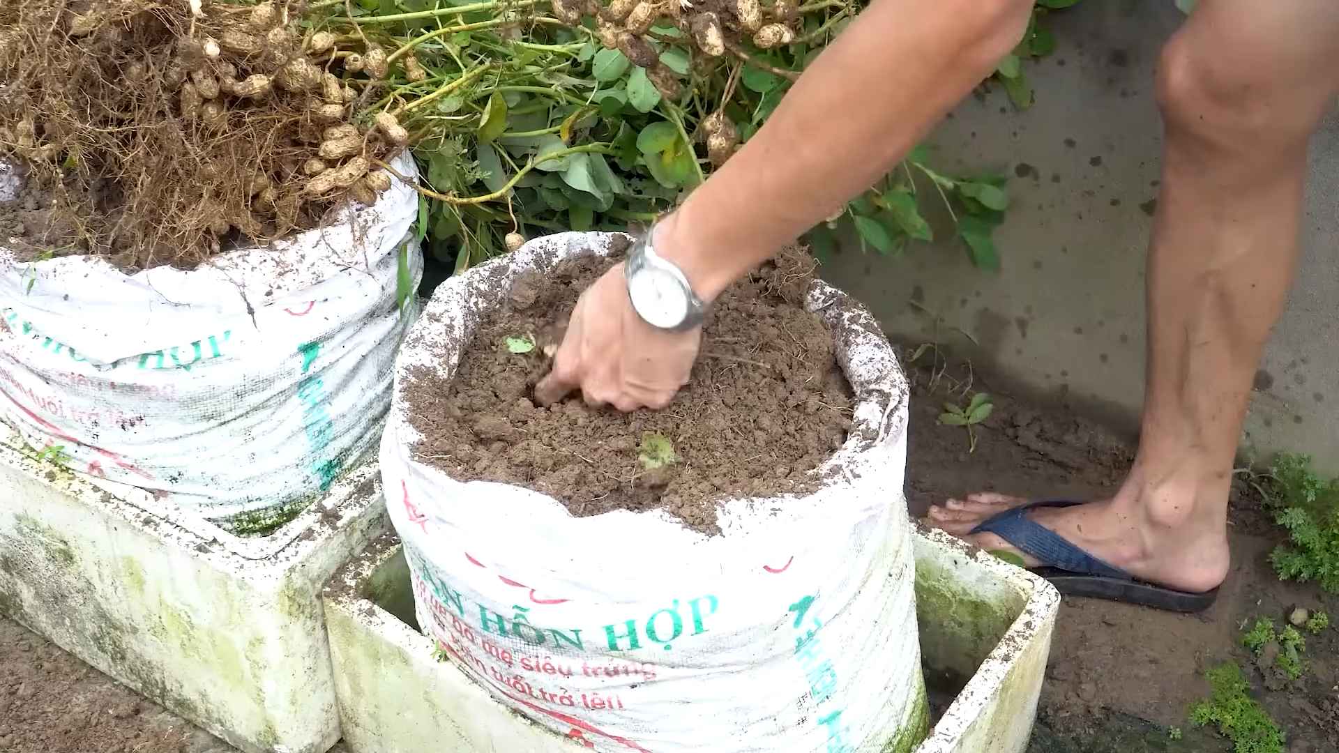 Erdnusssack Pflanzmethode DIY