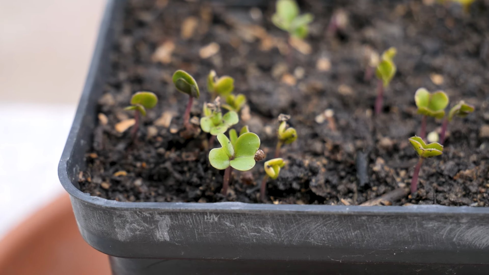 Rosenkohl richtig lagern