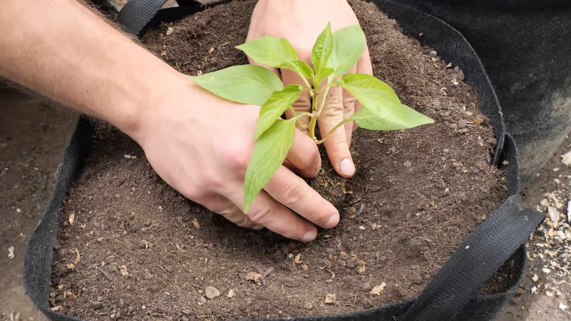 Paprika Anbau Zimmer ganzjährig