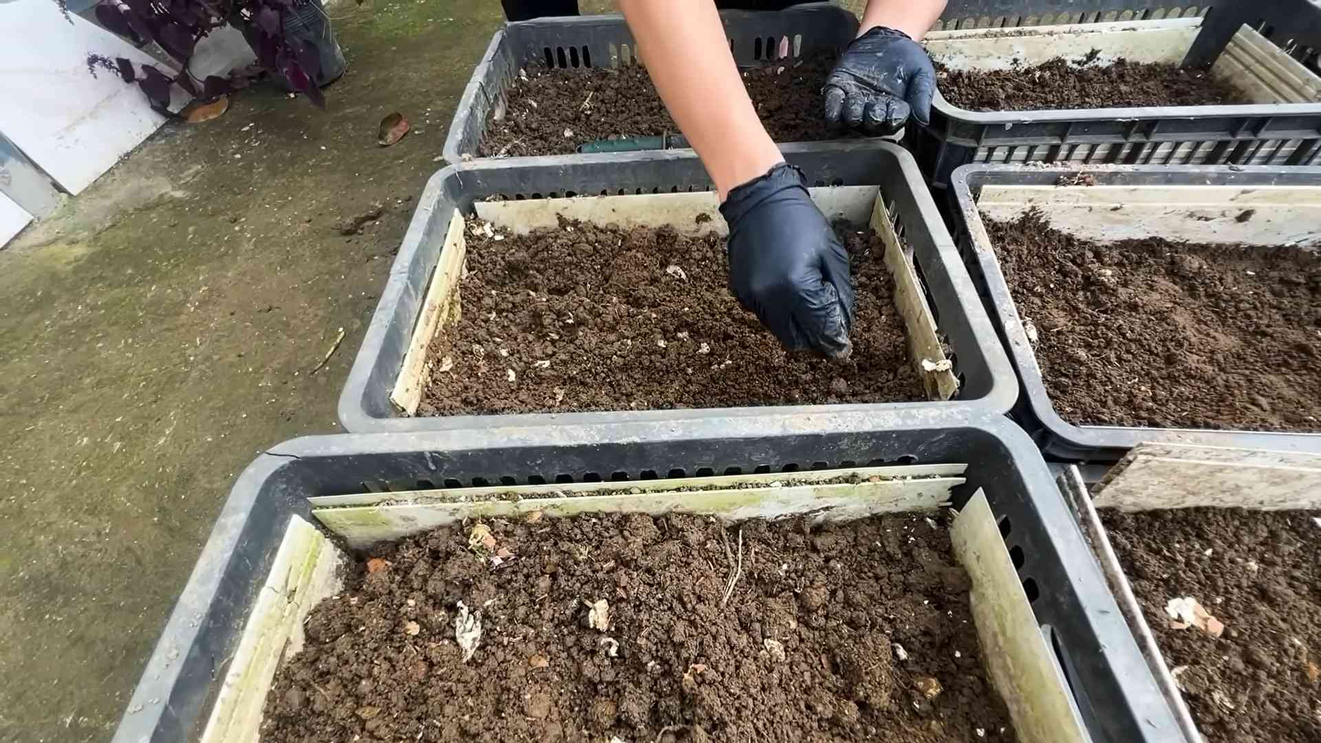 Karotten anbauen drinnen