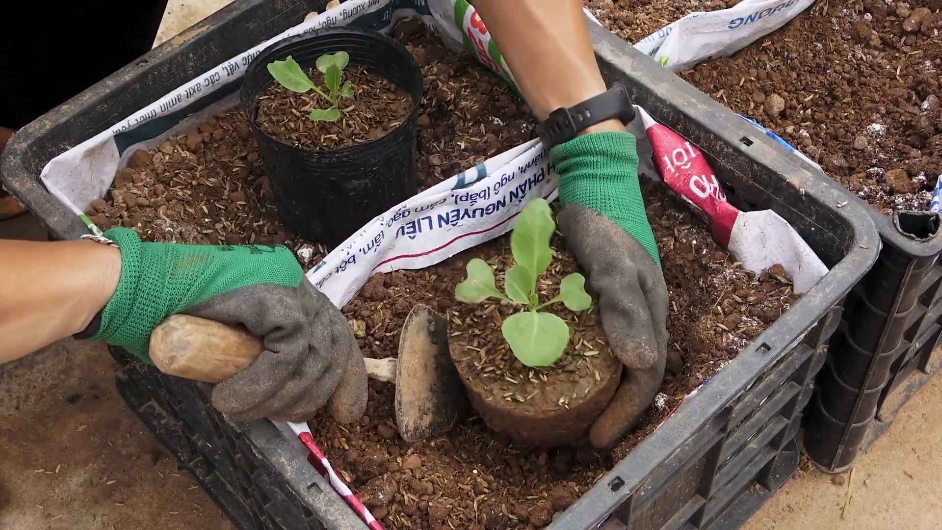 Kohl Anbau für Anfänger