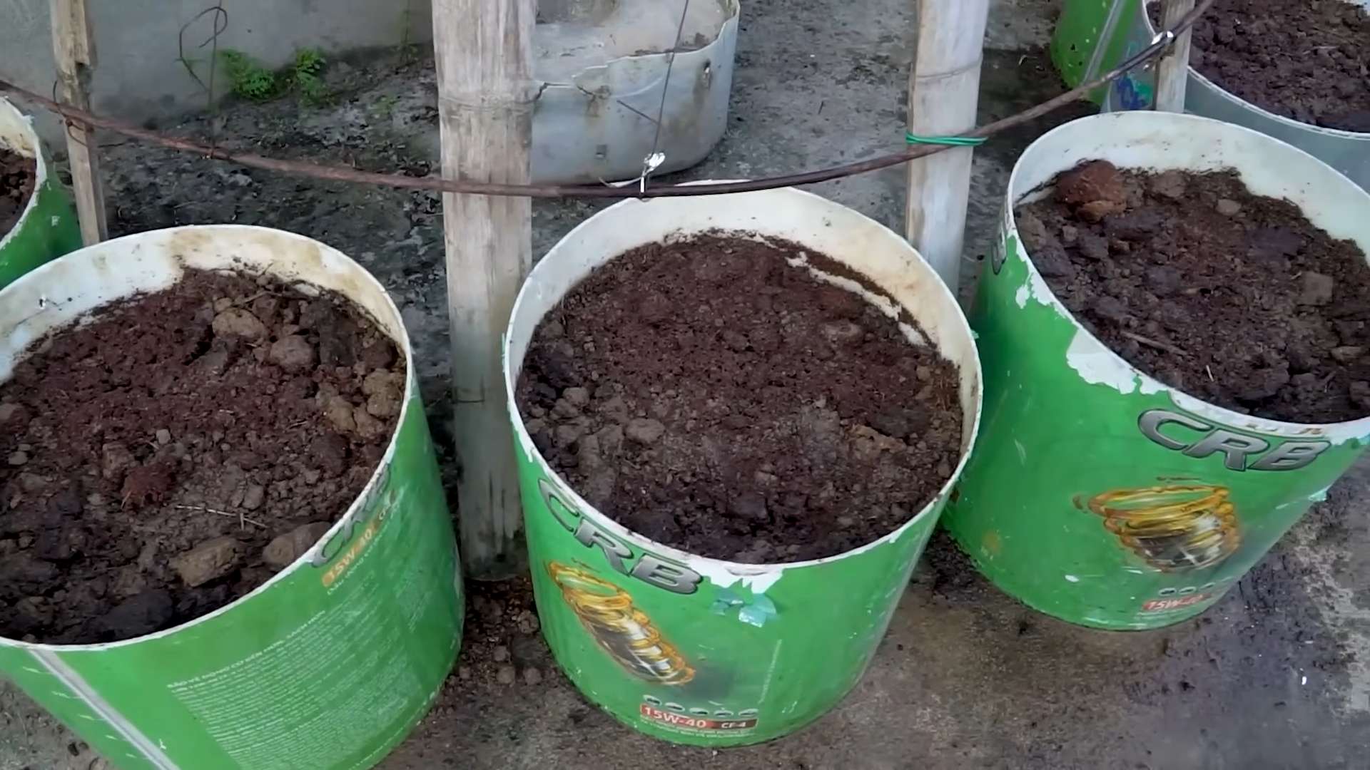 Balkonbohnen Anbau frische Ernte