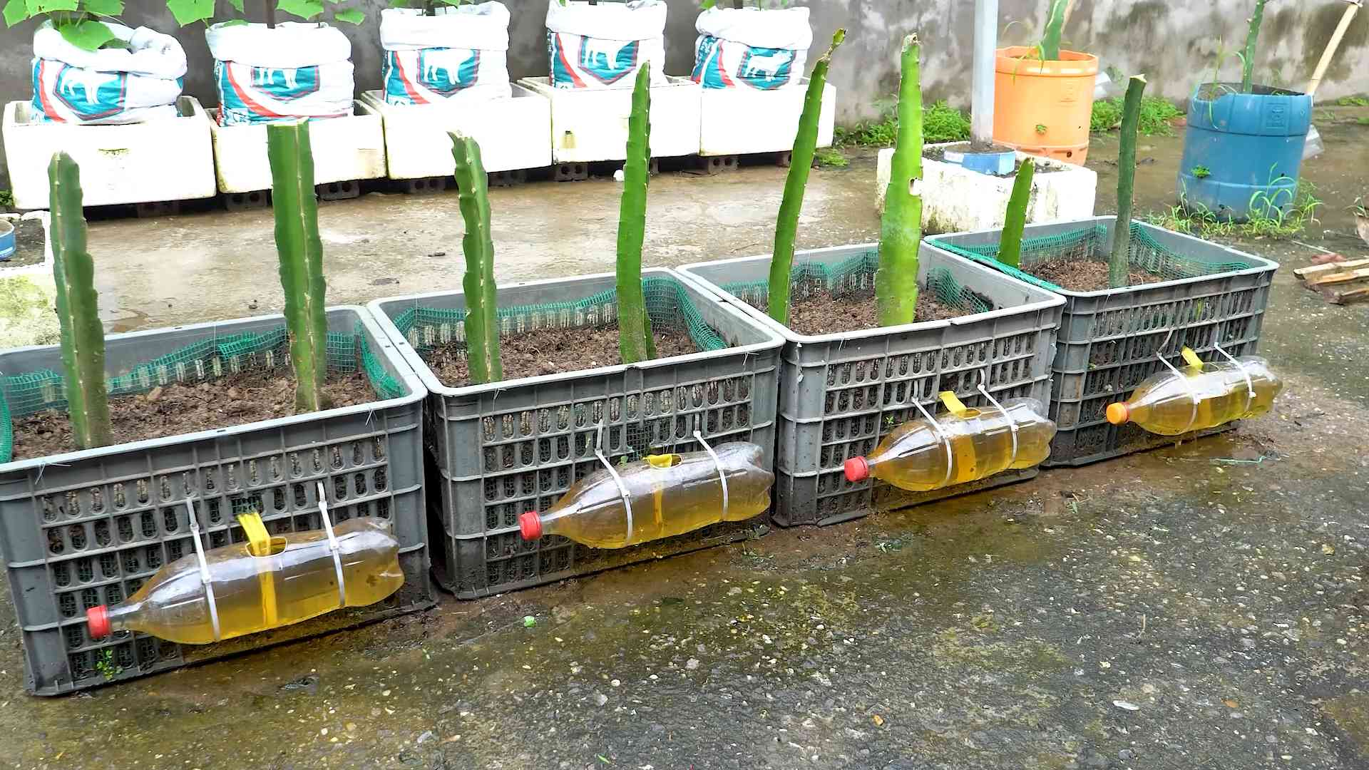 Drachenfrucht Anbau Tipps