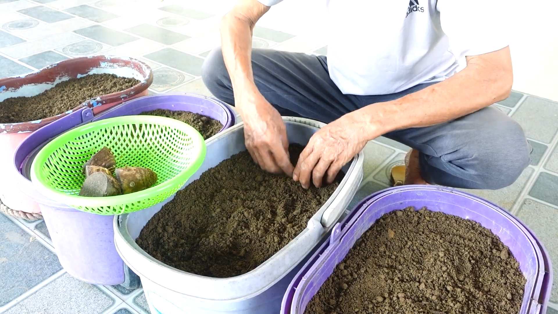 Taro Anbau Zuhause