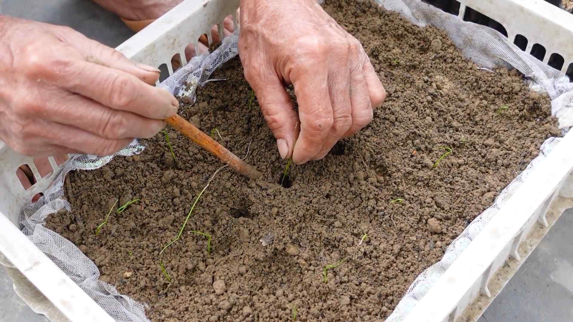 Lauch Anbau für Anfänger