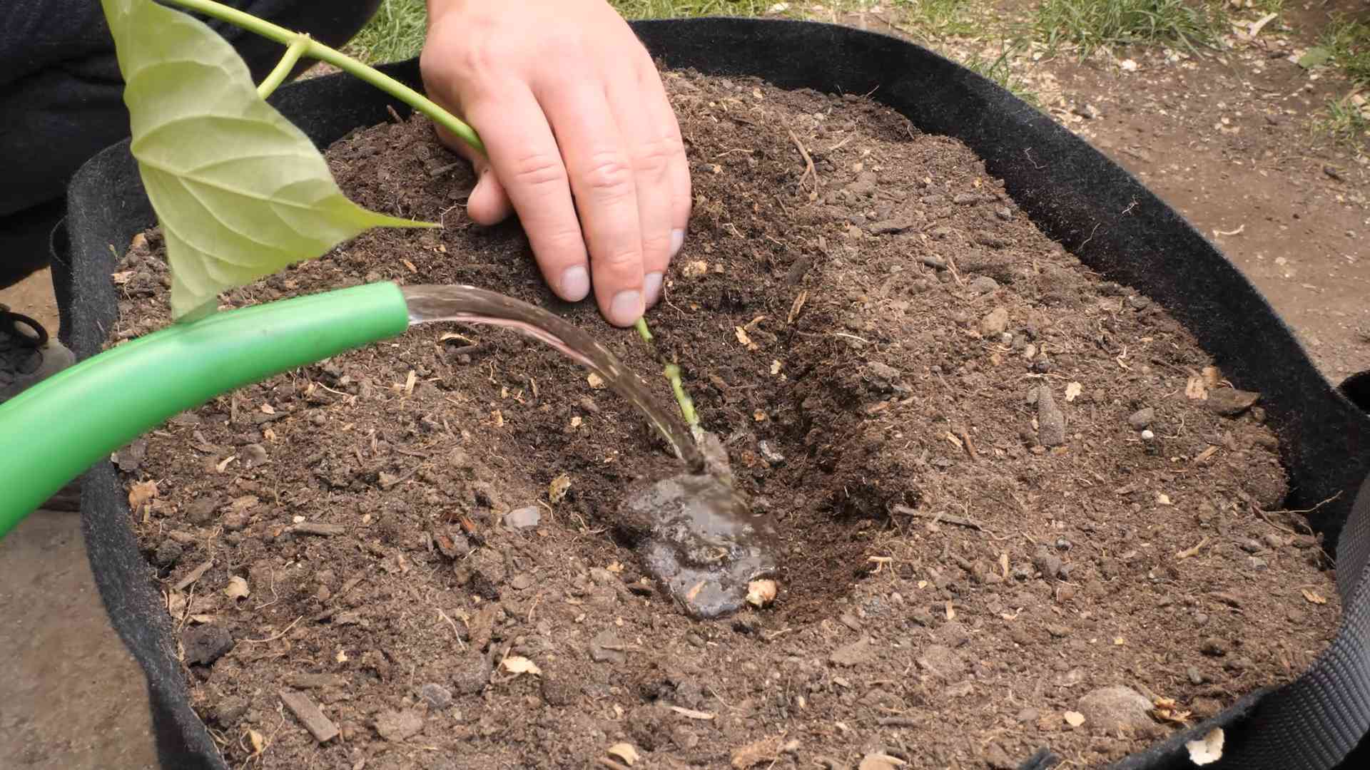 Süßkartoffeln Anbau Erntezeitpunkt