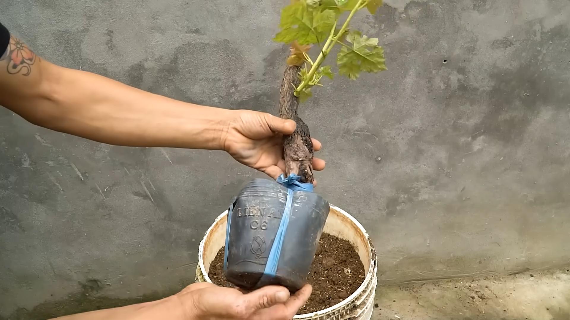 Weinreben Vermehren Geheime Methode