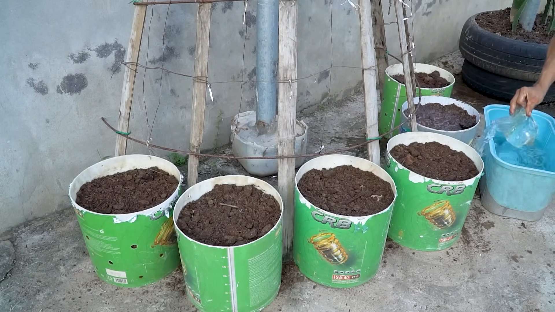 Stangenbohnen Anbau Einfach Gemacht
