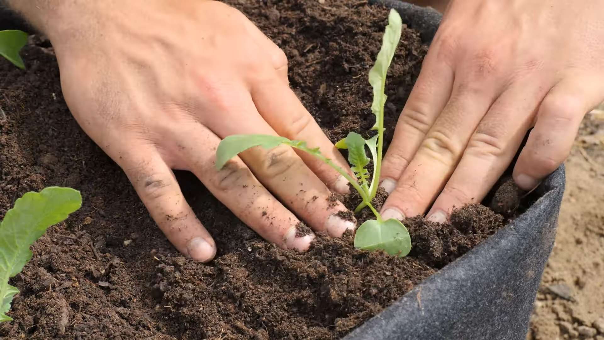 Radieschenanbau Küche DIY