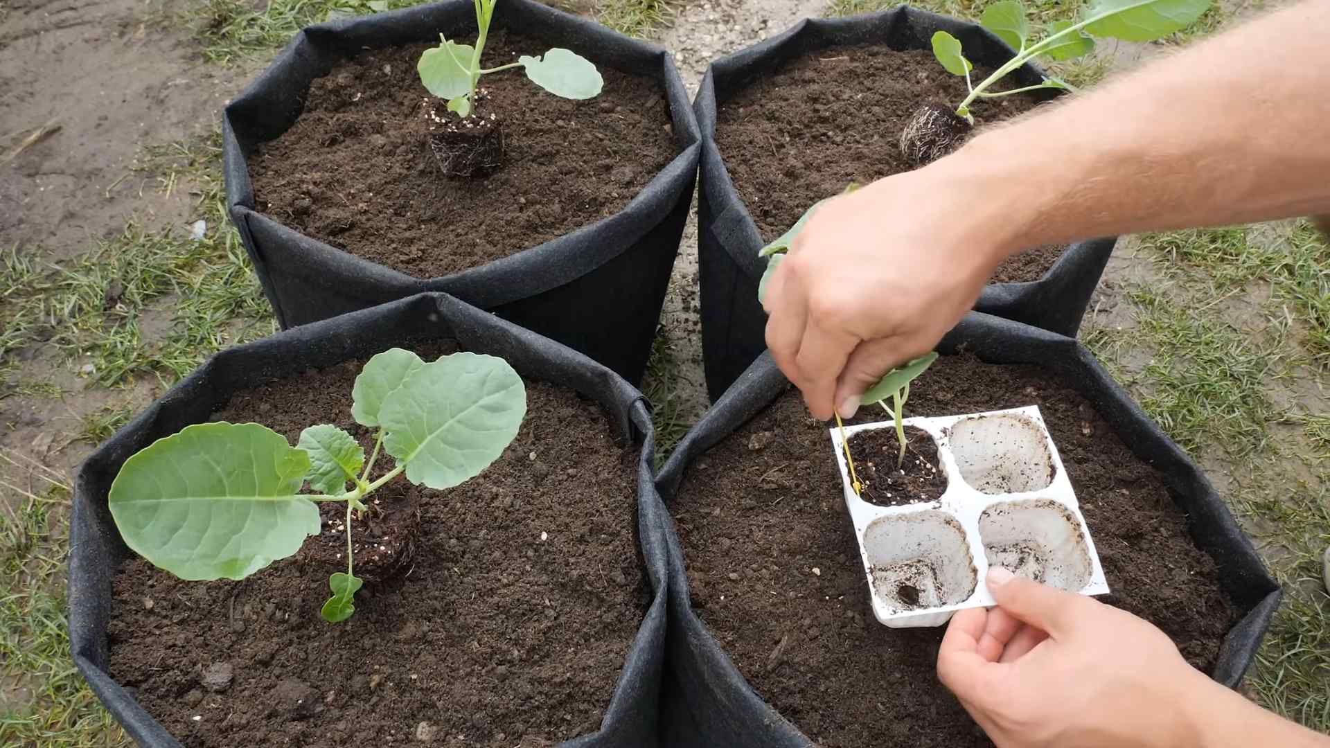 Brokkoli im Topf anbauen