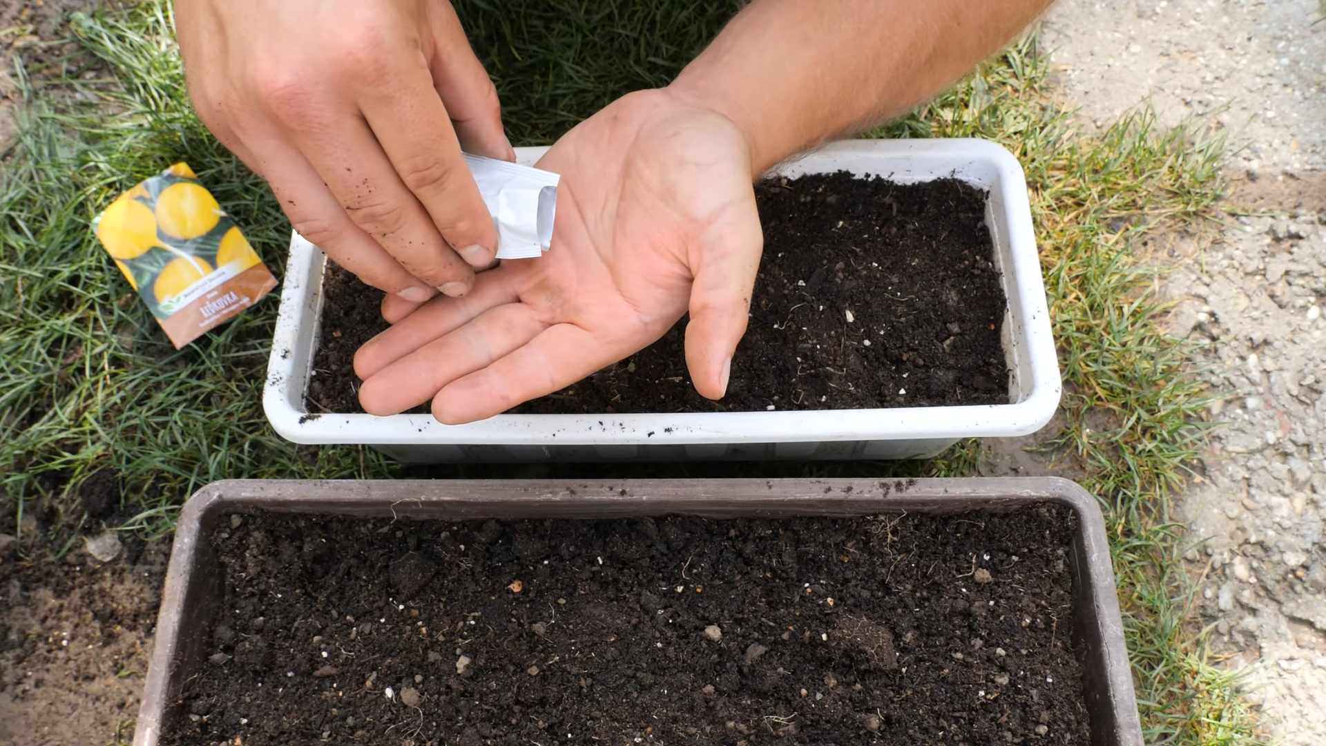 Mini Paprika Ernten