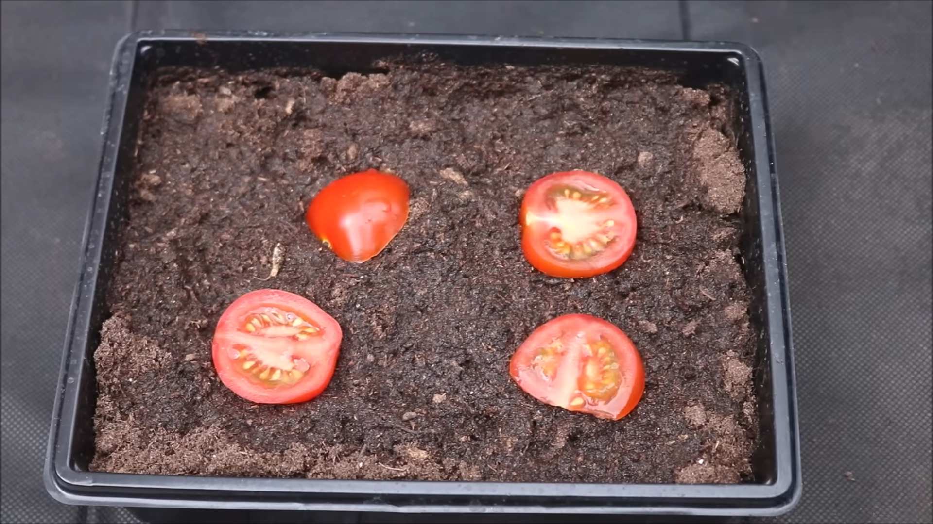 Tomaten aus dem Laden ziehen