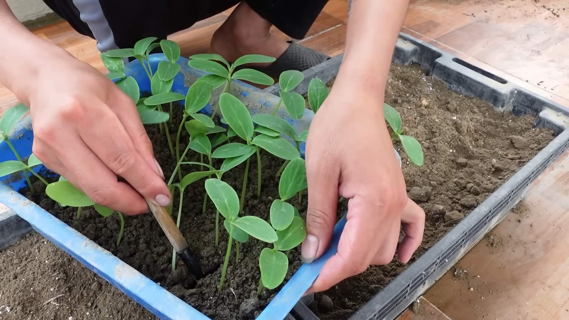 Gurken anbauen: DIY Tipps