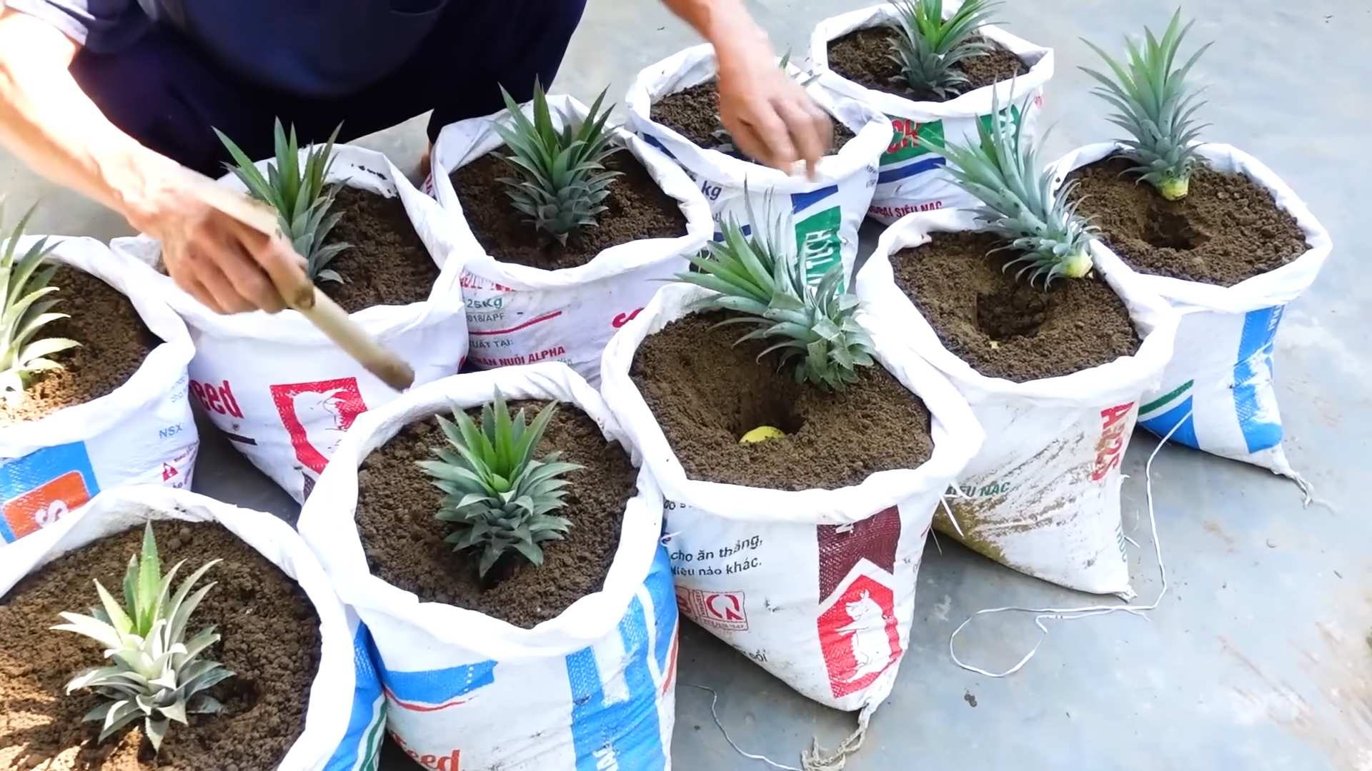 Ananas Anbau zu Hause