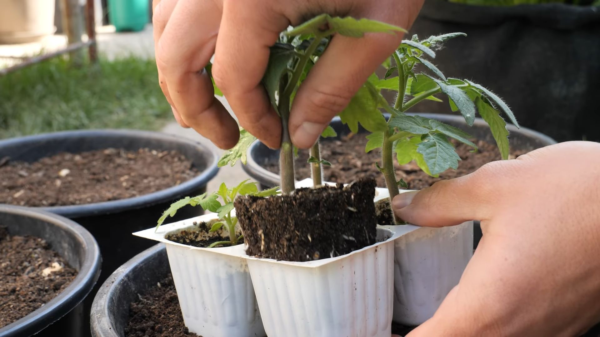 Cherrytomaten Anbau Kleine Wohnung