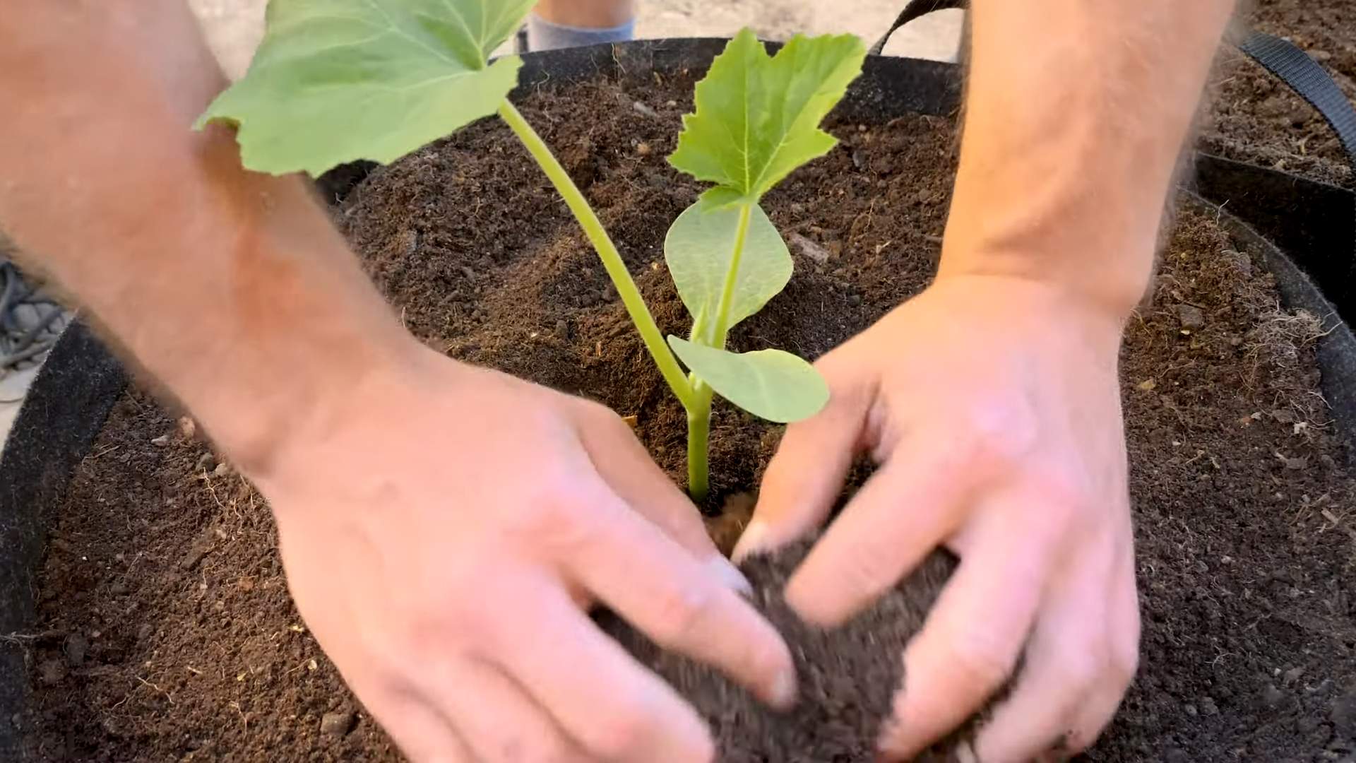 Sommer Kürbis Anbautipps
