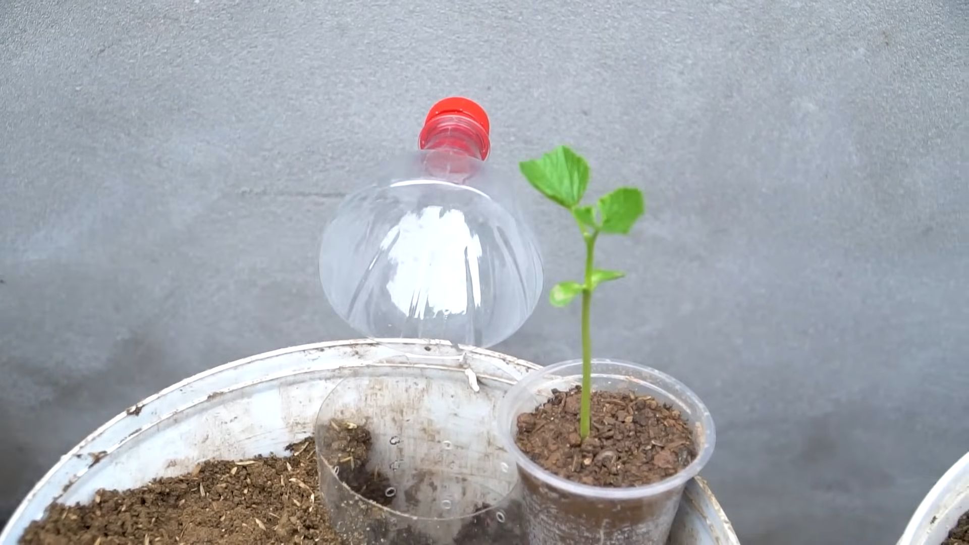 Bittermelone Anbau leicht gemacht