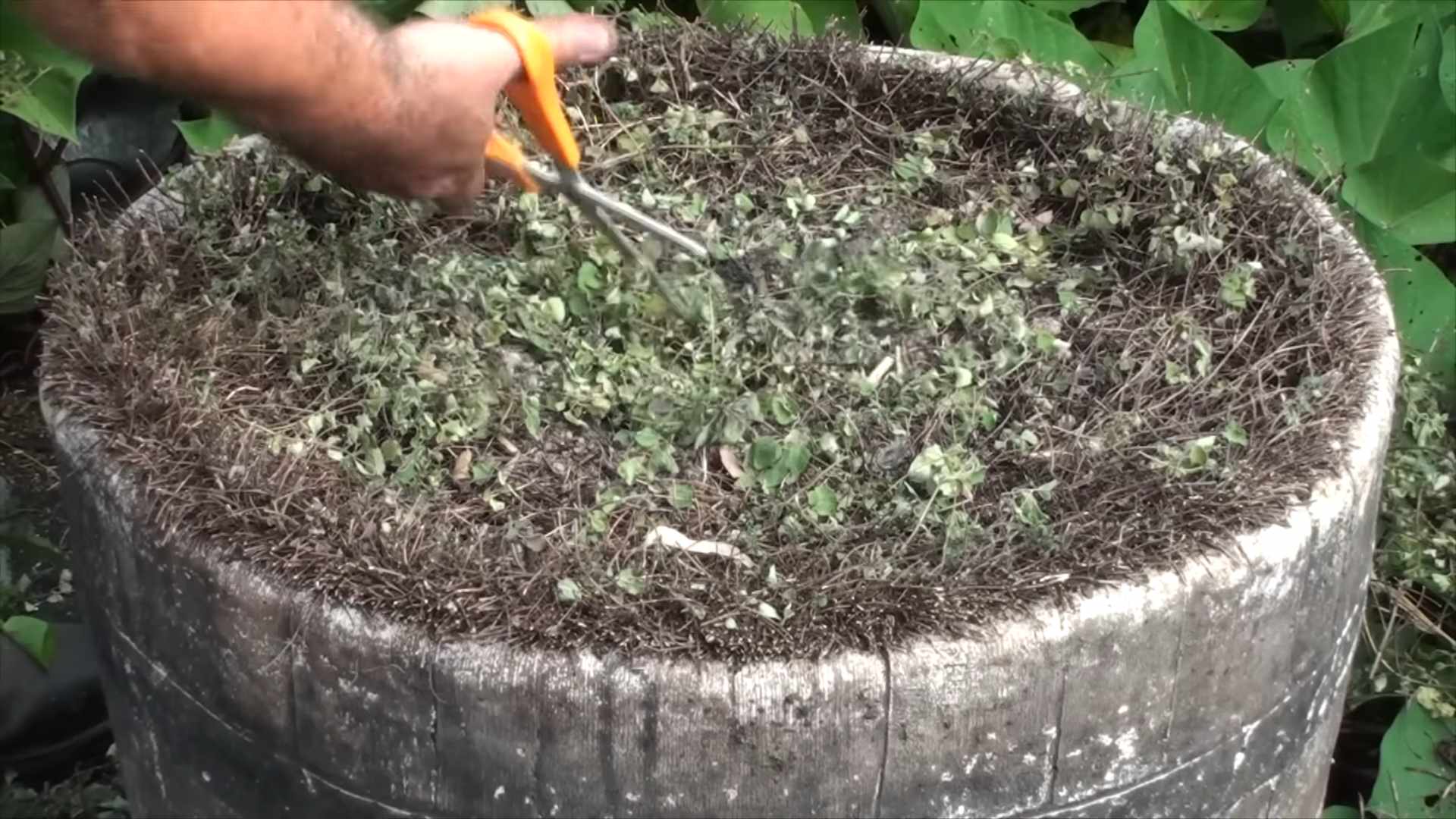 Oregano Indoor Anbauen