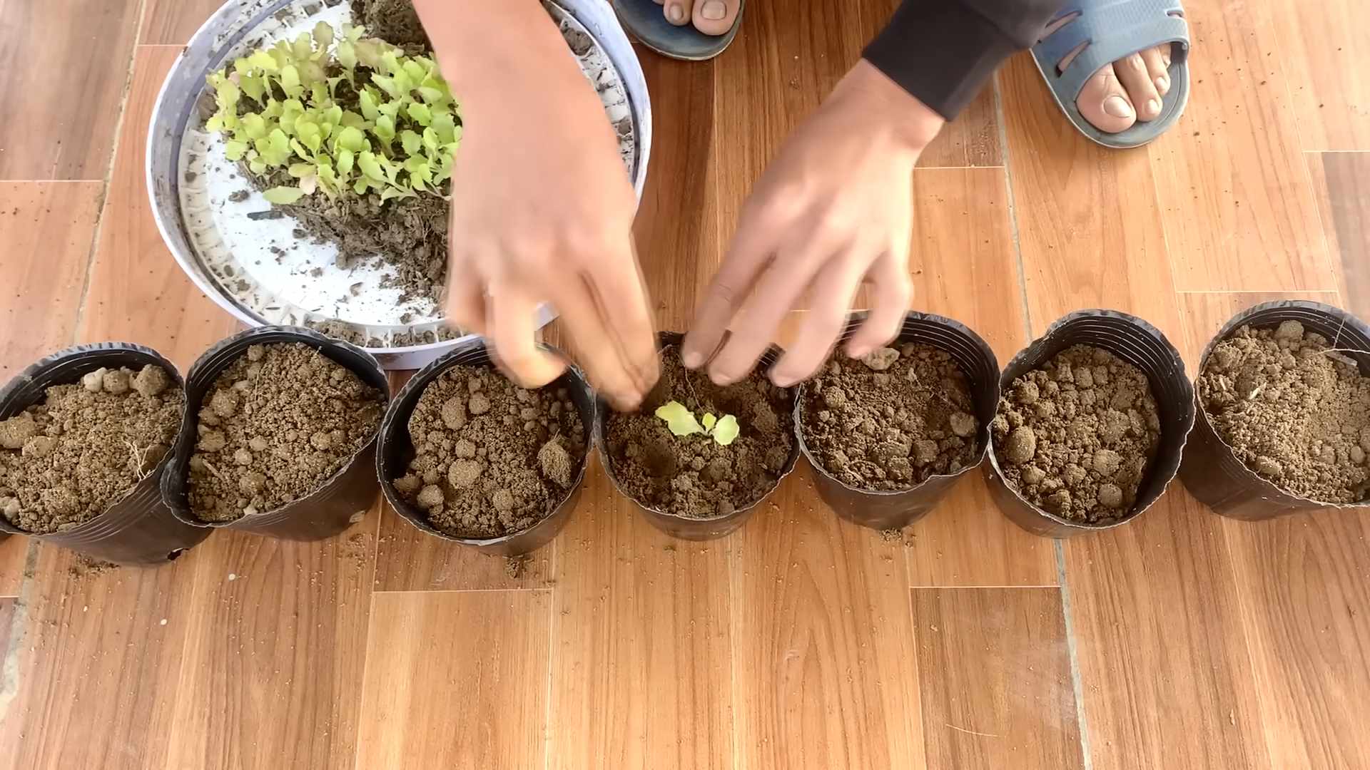 Salat Anbau Tipps