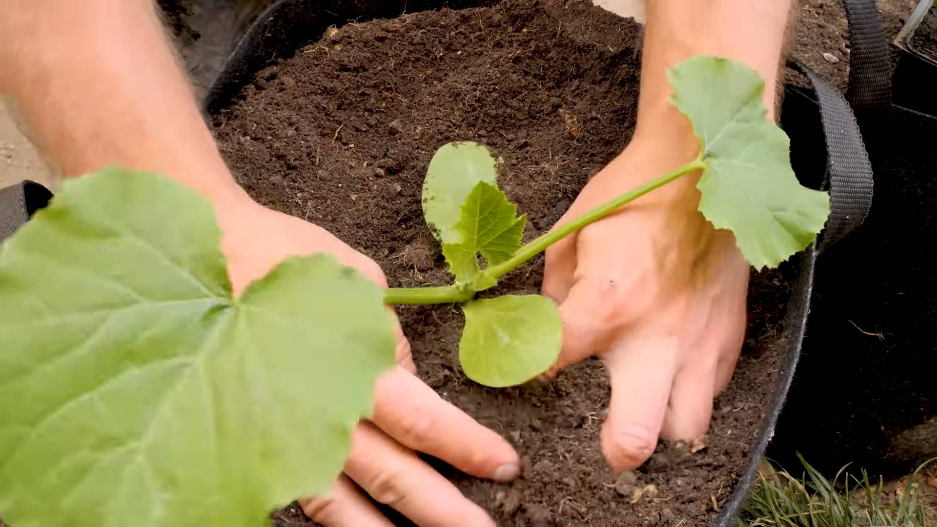 Zucchini Anbau im Topf