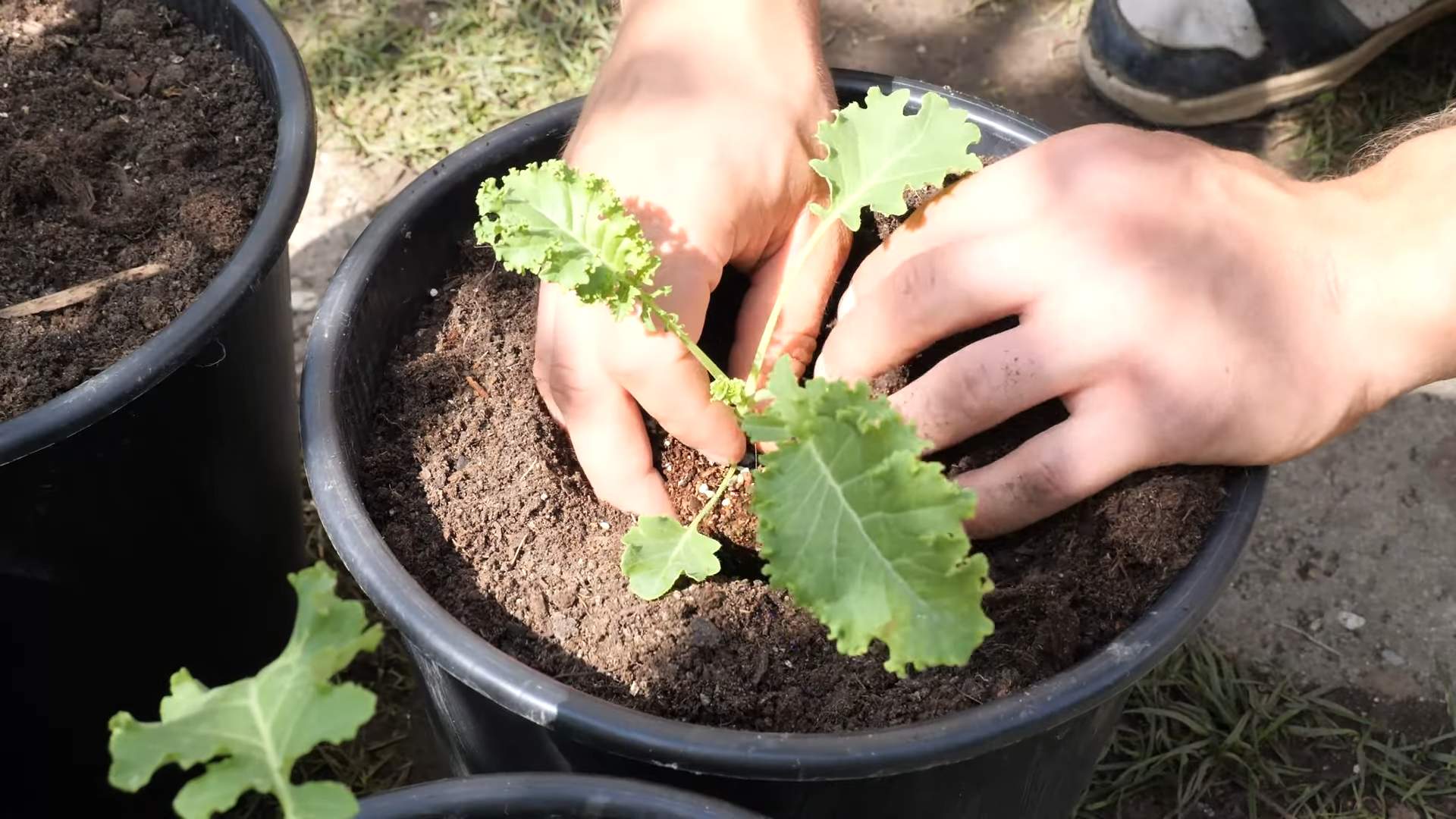 Grünkohl Anbau mehrfache Ernte