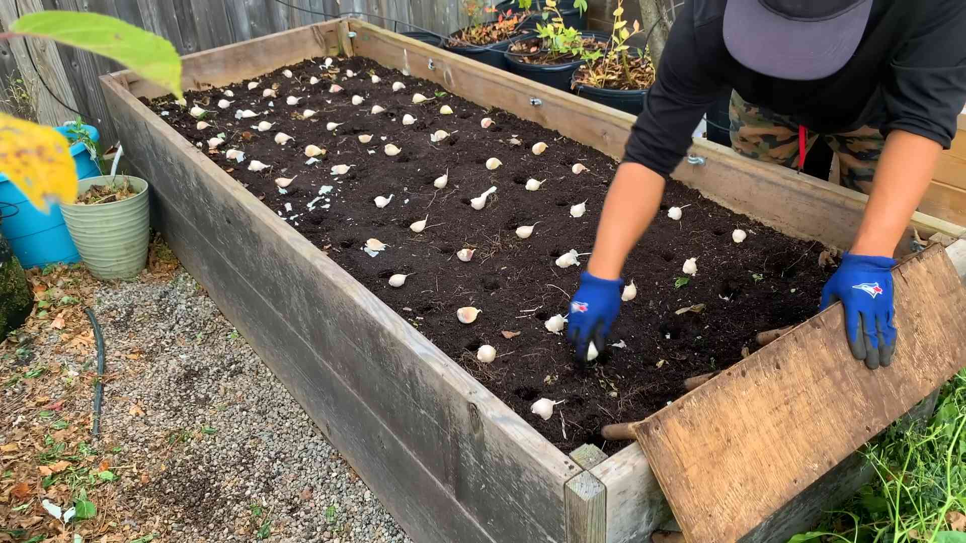 Knoblauch anbauen Geld sparen