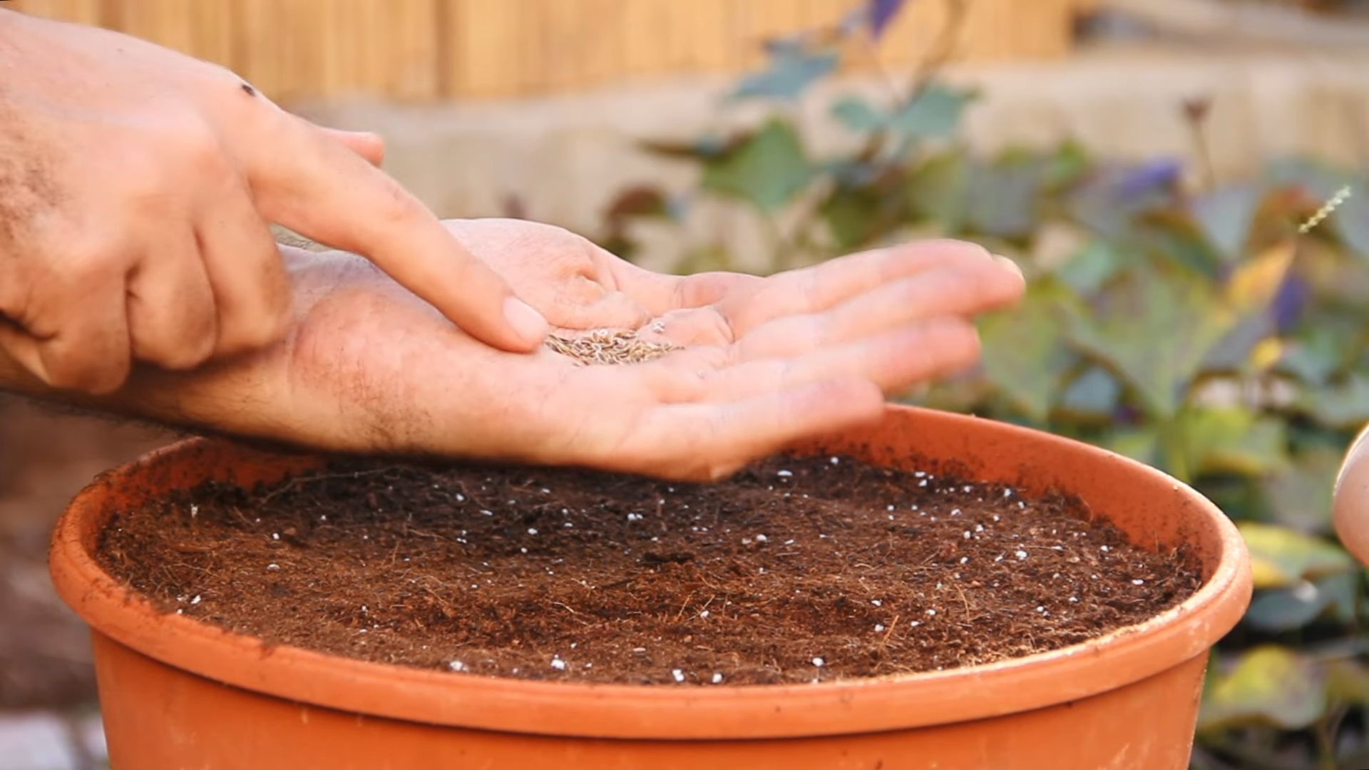 Dill Kräutergarten Küche