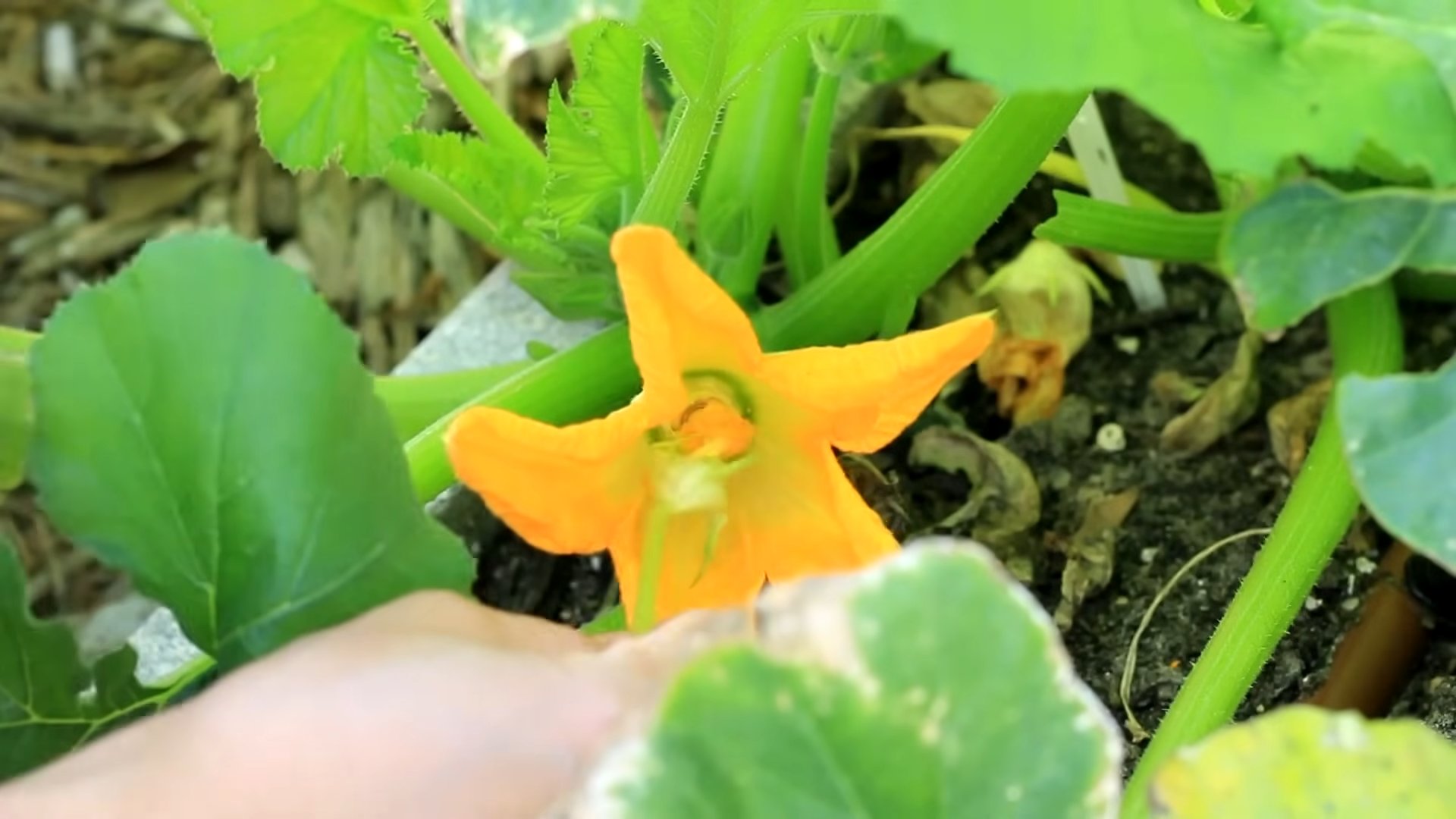 Zucchini Anbau im Hausgarten